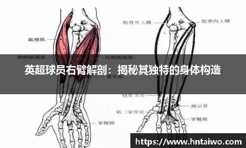 英超球员右臂解剖：揭秘其独特的身体构造